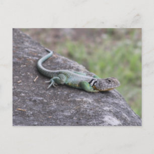 Carte Postale Lizard