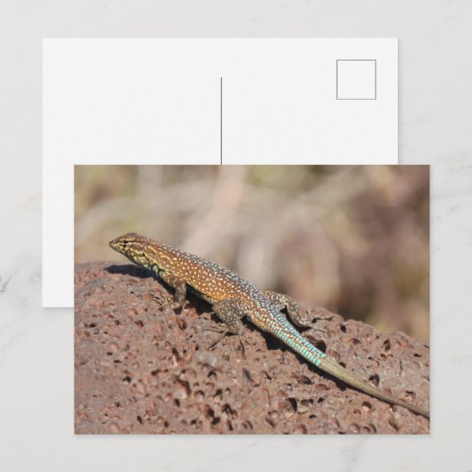 Carte Postale Lizard (Devant / Derrière)
