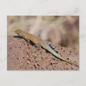 Carte Postale Lizard (Devant)