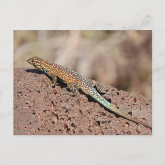 Carte Postale Lizard (Devant)