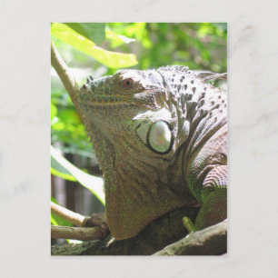 Carte Postale Lizard