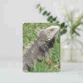 Carte postale Lizard (Debout devant)