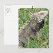 Carte postale Lizard (Devant / Derrière)
