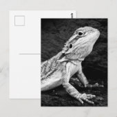 Carte Postale Lizard (Devant / Derrière)