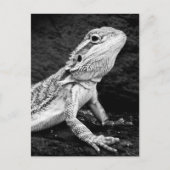 Carte Postale Lizard (Devant)