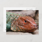 Carte Postale Lizard (Devant / Derrière)