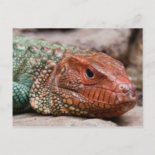 Carte Postale Lizard (Devant)