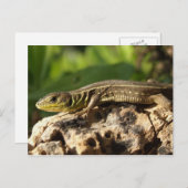 Carte postale Lizard (Devant / Derrière)