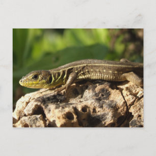 Carte postale Lizard