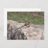 Carte Postale Lizard (Devant / Derrière)