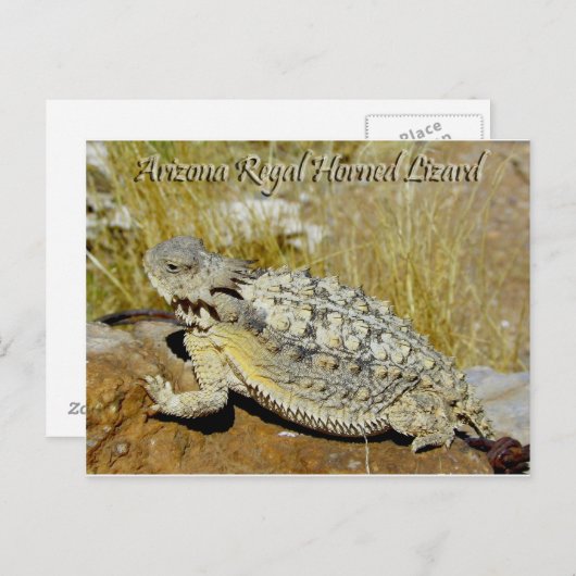 Carte Postale Lizard (Devant / Derrière)