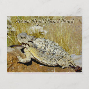 Carte Postale Lizard
