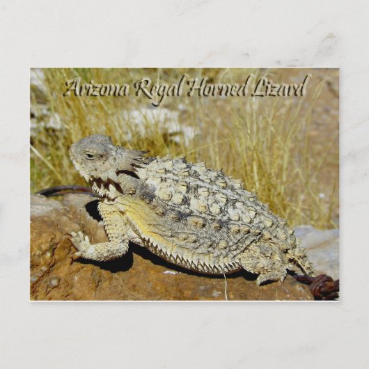 Carte Postale Lizard (Devant)