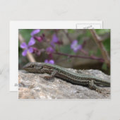 Carte postale Lizard (Devant / Derrière)