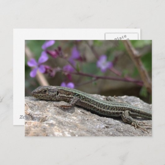 Carte postale Lizard (Devant / Derrière)