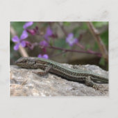 Carte postale Lizard (Devant)