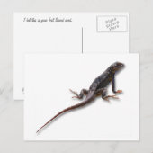 CARTE POSTALE LIZARD (Devant / Derrière)