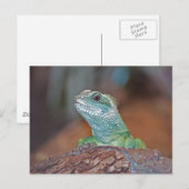 Carte postale Lizard (Devant / Derrière)