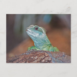 Carte postale Lizard