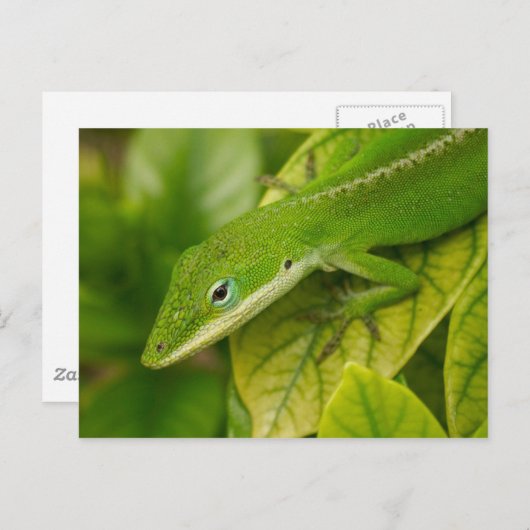 Carte postale Lizard 01 (Devant / Derrière)