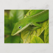 Carte postale Lizard 01 (Devant)