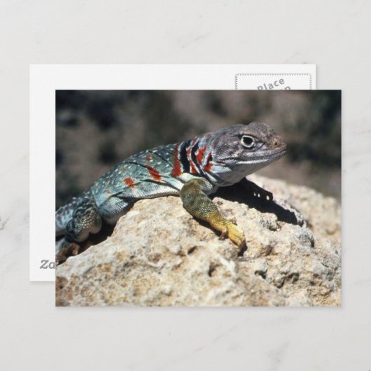 Carte Postale Lizard à collier (Devant / Derrière)