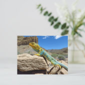 Carte Postale Lizard à collier près de Thompson Springs (Debout devant)