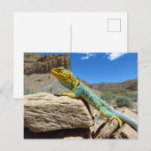 Carte Postale Lizard à collier près de Thompson Springs (Devant / Derrière)