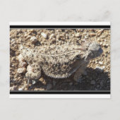 Carte Postale Lizard à cornes (Devant)