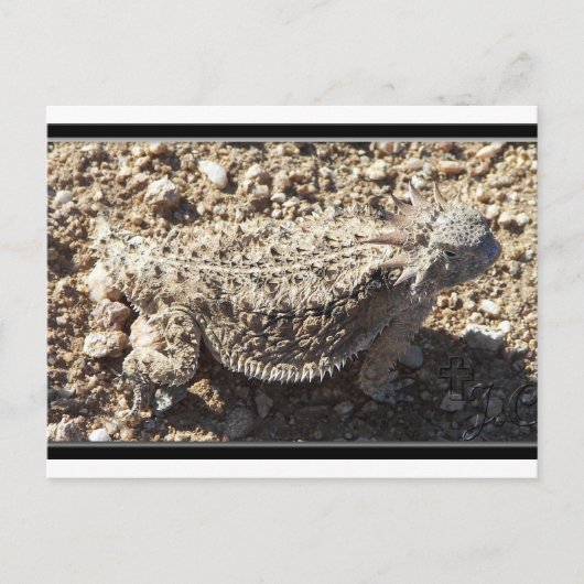 Carte Postale Lizard à cornes (Devant)