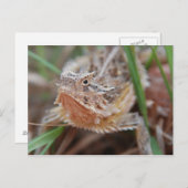 Carte Postale Lizard à cornes (Devant / Derrière)