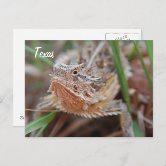 Carte Postale Lizard à cornes, Texas (Devant / Derrière)