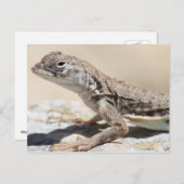 Carte postale Lizard boueux (Devant / Derrière)