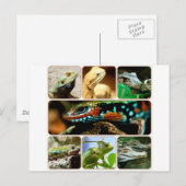 Carte Postale Lizard Collage (Devant / Derrière)
