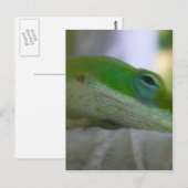 Carte Postale Lizard d'Anole Verte (Devant / Derrière)