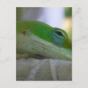 Carte Postale Lizard d'Anole Verte