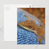 Carte Postale Lizard d'Anole Verte (Devant / Derrière)