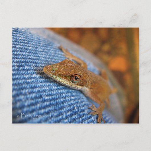 Carte Postale Lizard d'Anole Verte (Devant)