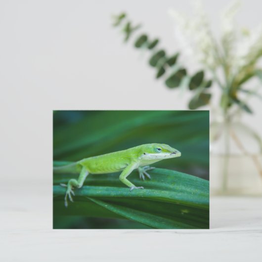 Carte Postale Lizard d'Anole Verte (Debout devant)