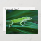Carte Postale Lizard d'Anole Verte (Devant / Derrière)