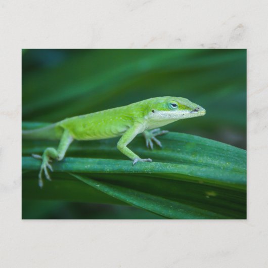 Carte Postale Lizard d'Anole Verte (Devant)