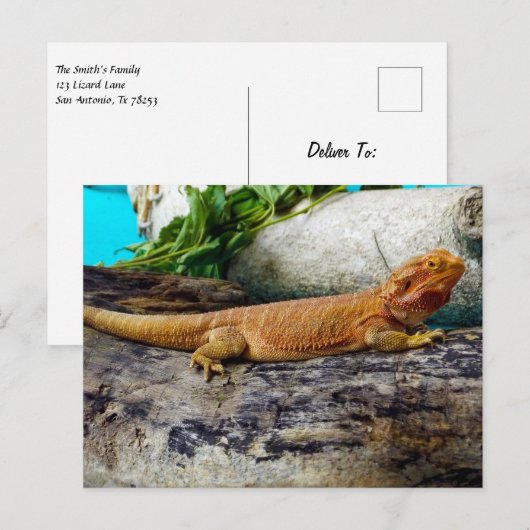Carte Postale Lizard de dragon à tête adulte (Devant / Derrière)