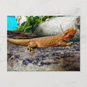 Carte Postale Lizard de dragon à tête adulte (Devant)