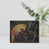 Carte Postale Lizard de jardin oriental (Debout devant)