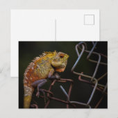 Carte Postale Lizard de jardin oriental (Devant / Derrière)