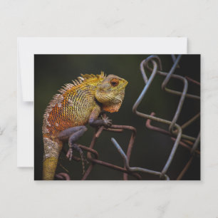 Carte Postale Lizard de jardin oriental