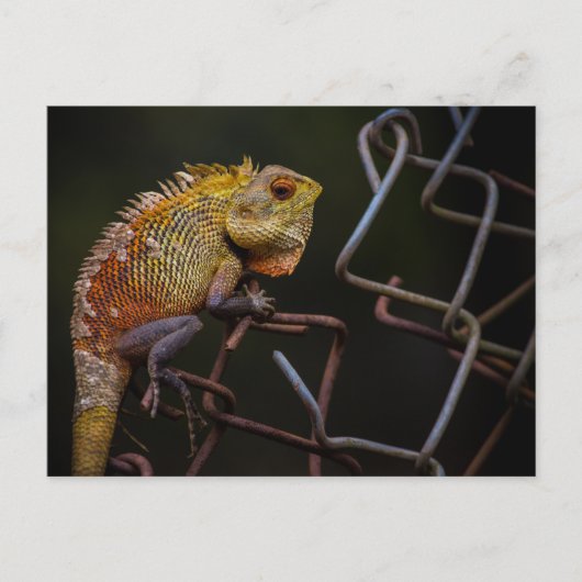 Carte Postale Lizard de jardin oriental (Devant)