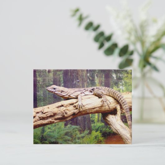 Carte Postale Lizard de queue en grappes (Debout devant)