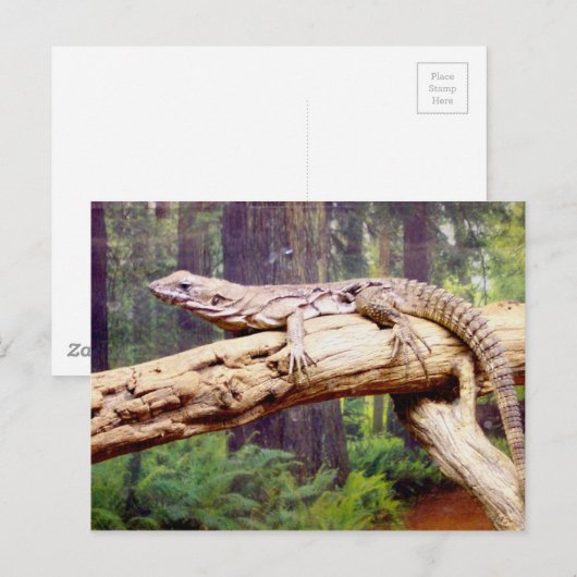 Carte Postale Lizard de queue en grappes (Devant / Derrière)