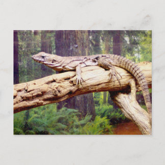 Carte Postale Lizard de queue en grappes